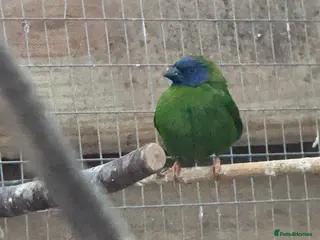 Finches birds Finches and quail - Advert 1