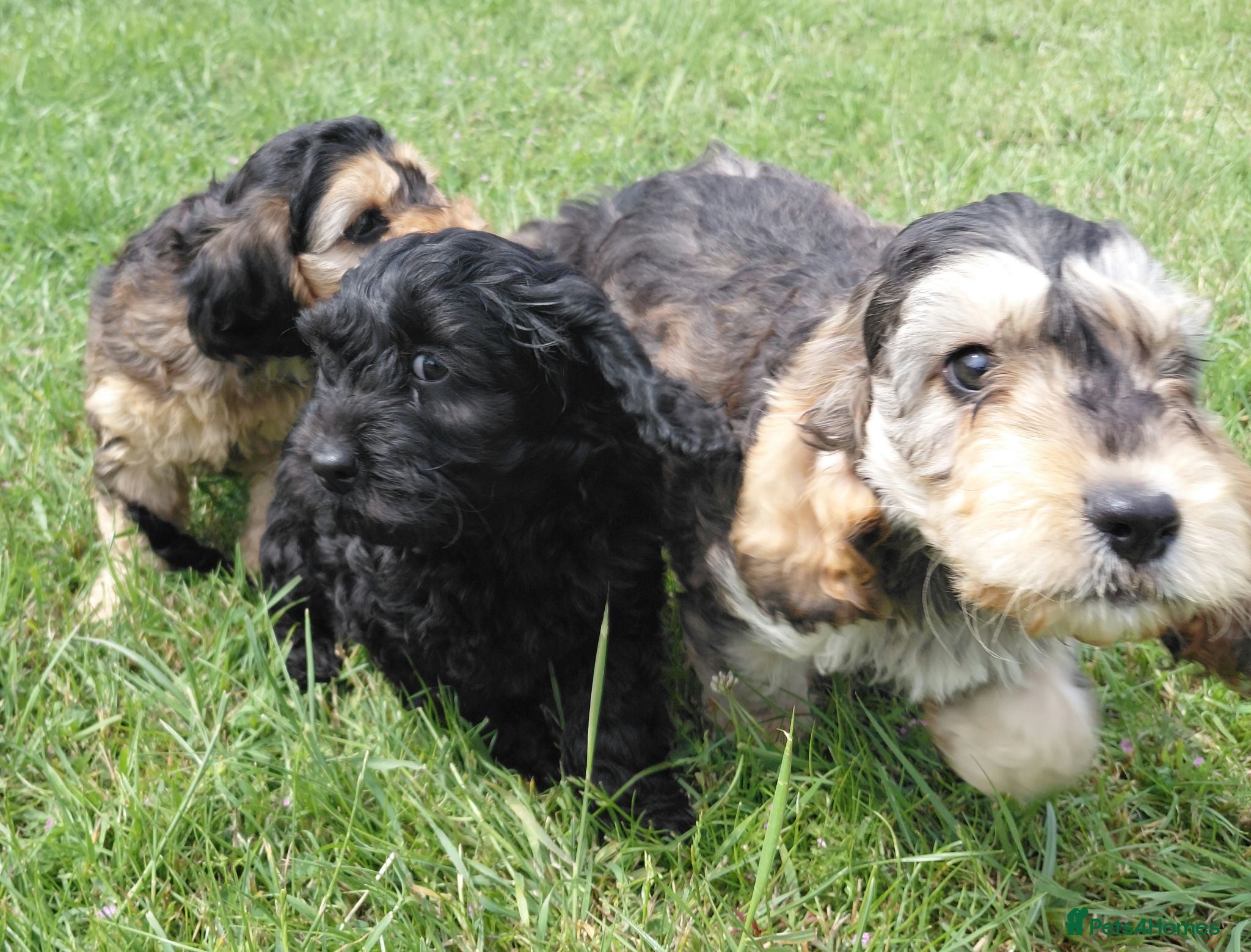 Cockapoo dogs Brilliant Cockalier-a-Poo Puppies – Ready Soon! - Advert 1