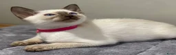 Siamese cats for sale: GCCF Registered Traditional Siamese Kittens.  - Advert 3