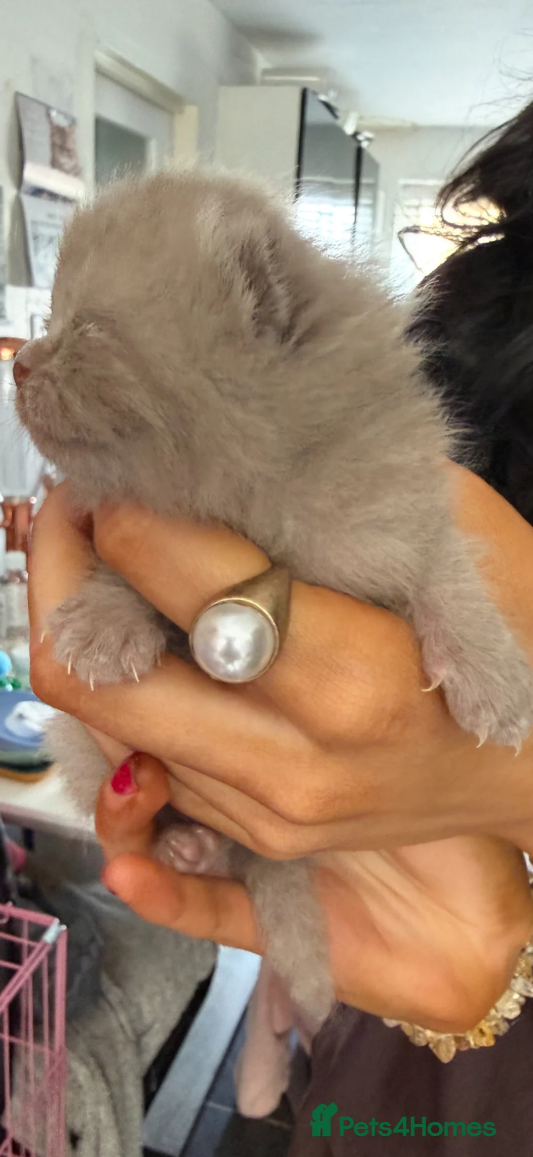 British Shorthair cats for sale: STUNNING PUREBRED CHUNKY BSH KITTENS 🩷🩷🩷💙💙 - Advert 1