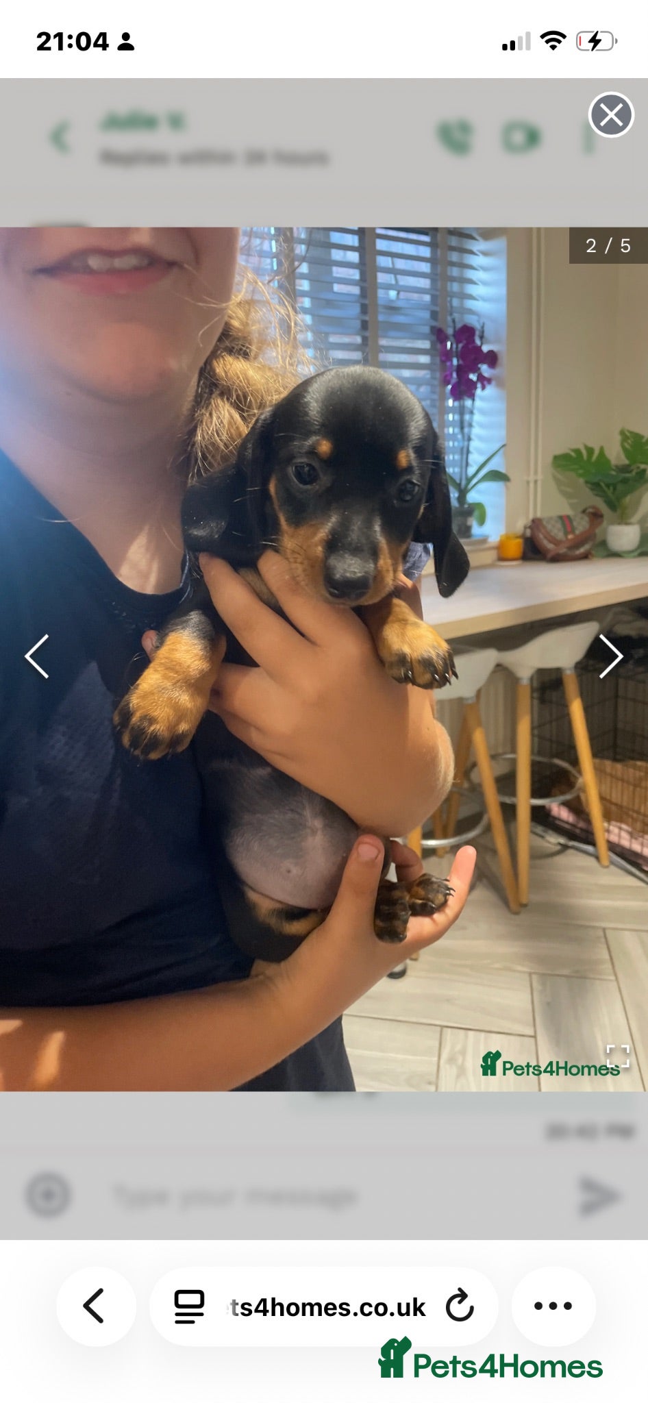 Dachshund dogs Beautiful sliver merle & Black and Tan dachshunds - Advert 17