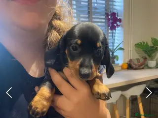 Dachshund dogs Beautiful sliver merle & Black and Tan dachshunds - Advert 17