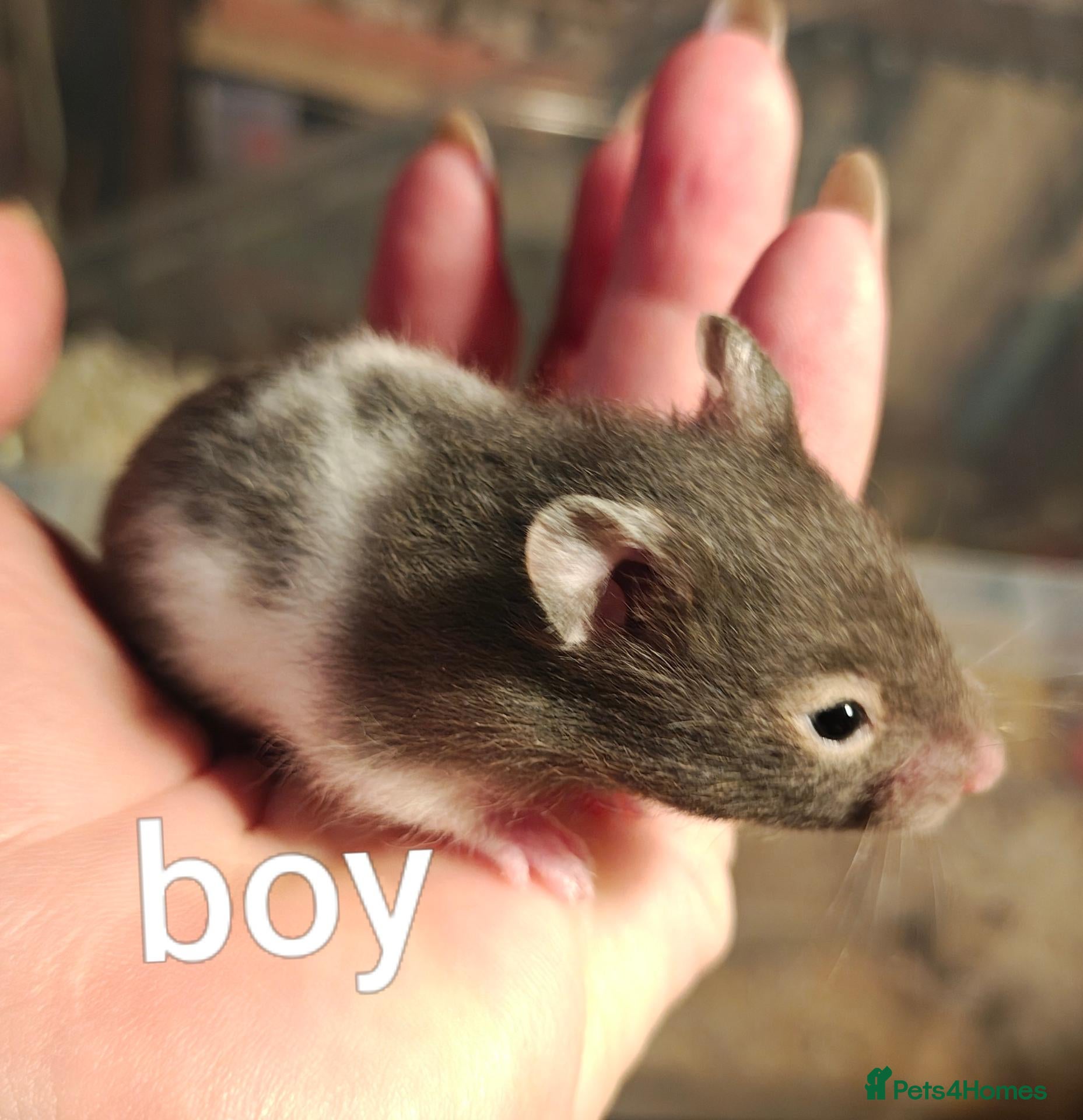 Hamster rodents Baby Syrian Hamsters ready for homes 20th October - Advert 18