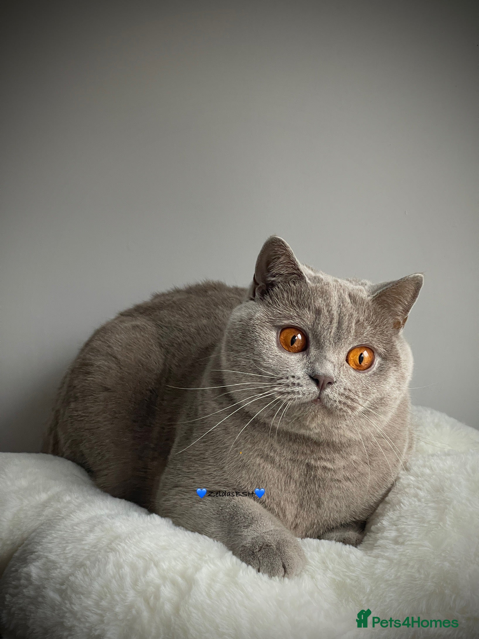British Shorthair cats 🩵Precious BSH lilac boys💙 - Advert 8