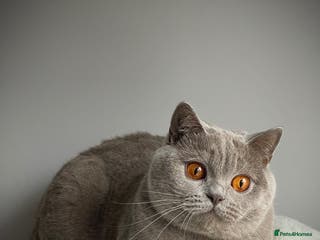 British Shorthair cats 🩵Precious BSH lilac boys💙 - Advert 8