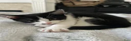 British Shorthair cats for sale: Black&white British shorthair cross girl kitten - Advert 2