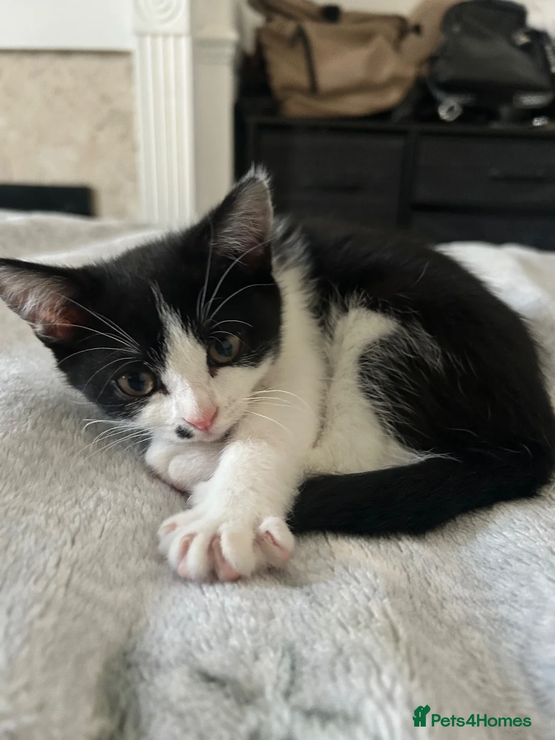 British Shorthair cats for sale: Black&white British shorthair cross girl kitten - Advert 2