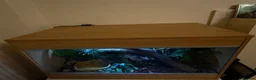 Python Snake reptiles for sale: Snake Vivarium  - Advert 5