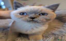 British Shorthair cats for sale: Rare British shorthairs - Image 9