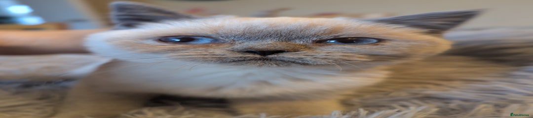 British Shorthair Kitten 1