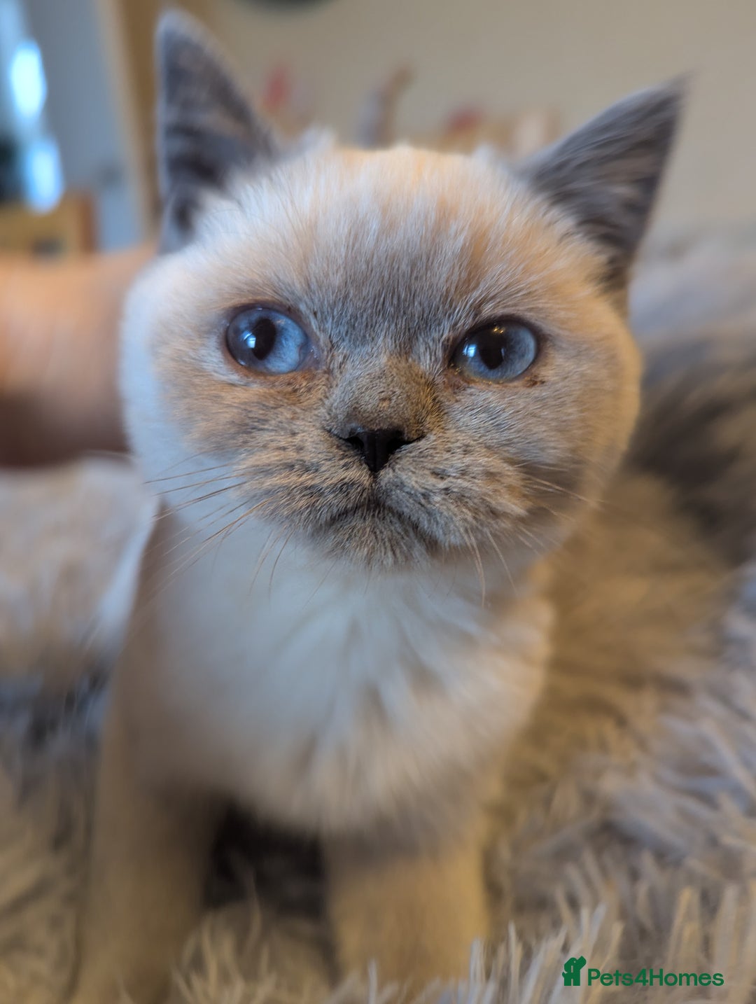 British Shorthair cats for sale: Rare British shorthairs - Image 9