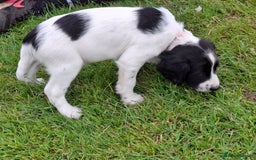 English Springer Spaniel dogs for sale: Cracking ESS Dog Pups Available  in South Molton - Image 8