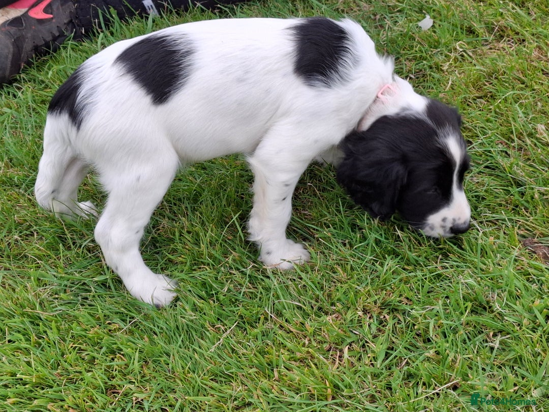 English Springer Spaniel dogs for sale: Cracking ESS Dog Pups Available  in South Molton - Image 8