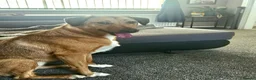 Mixed Breed dogs for adoption: Piglet is looking for a home! in Littleborough - Advert 8