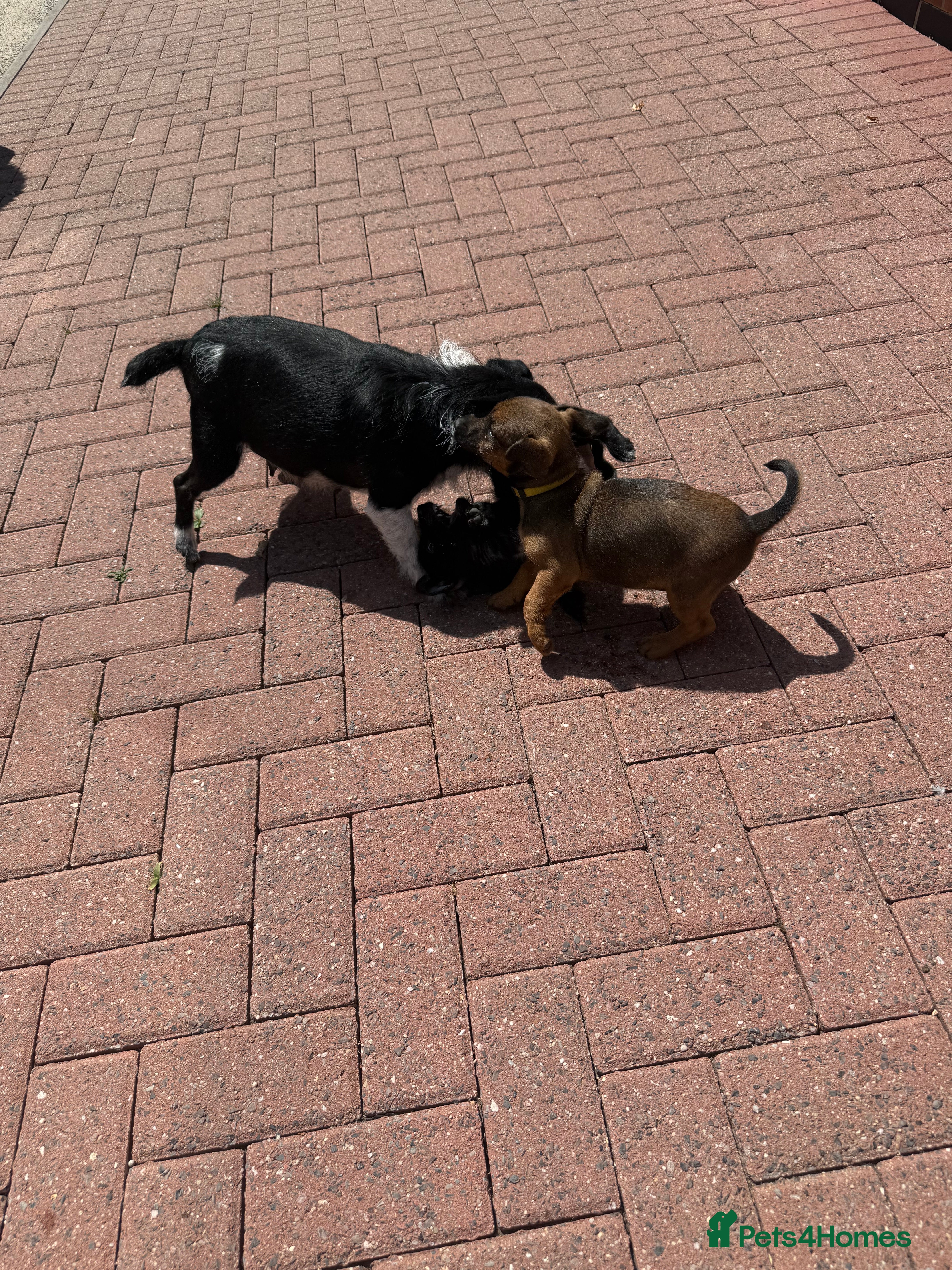 Jack Russell dogs Two beautiful pure jack Russels  - Advert 1
