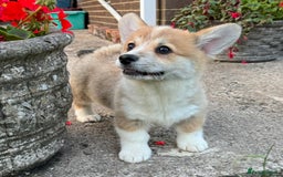 Welsh Corgi Pembroke dogs for sale: Only 2 boys remaining. Ready to go now.  - Image 3