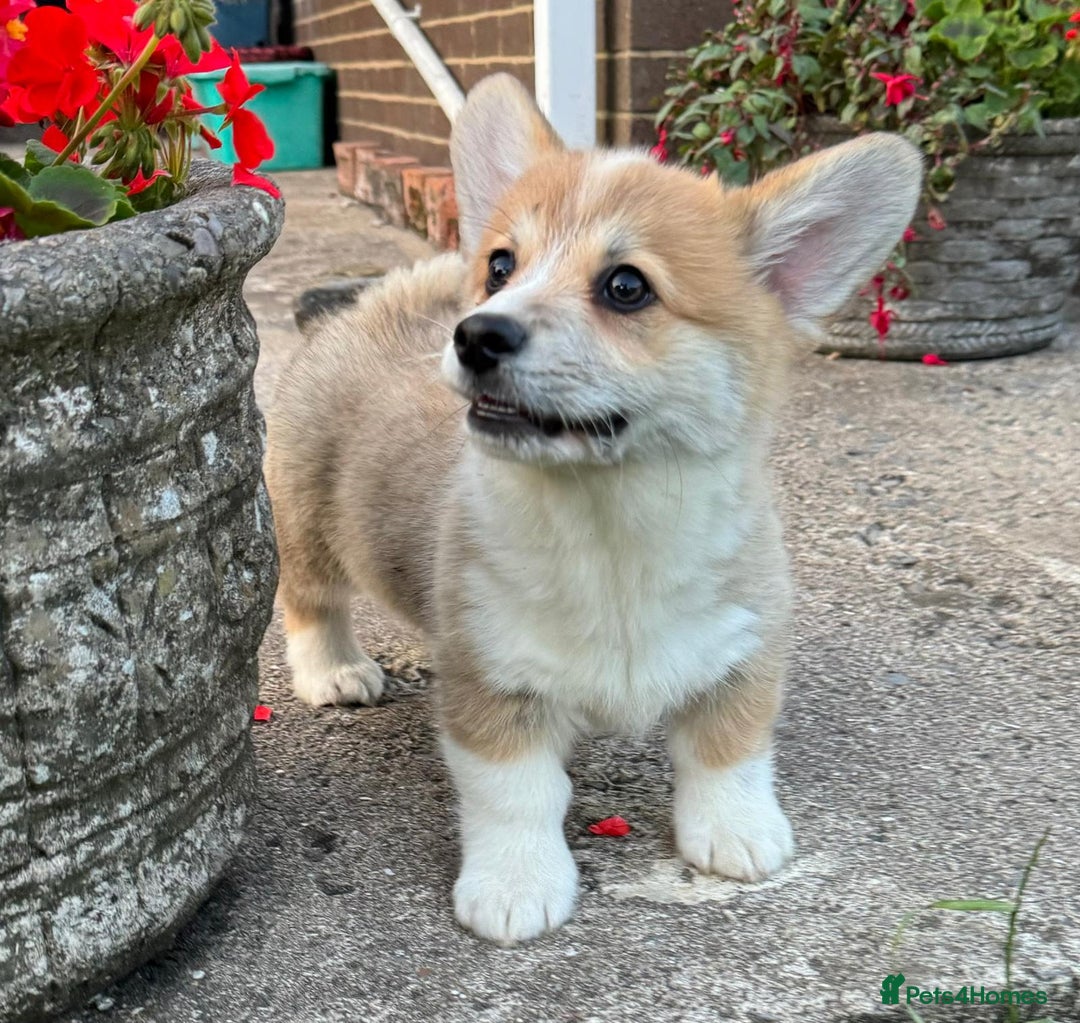 Welsh Corgi Pembroke dogs for sale: Only 2 boys remaining. Ready to go now.  - Image 3