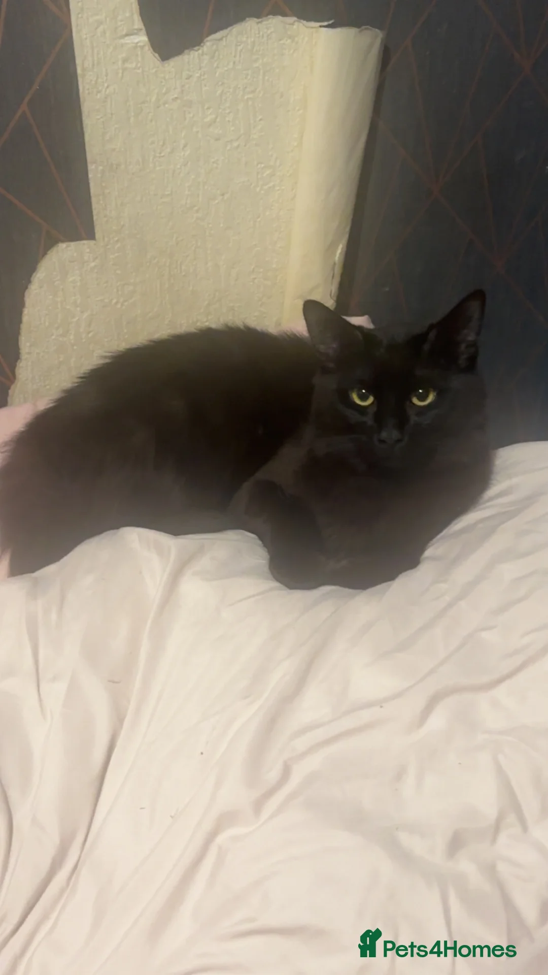 Mixed Breed cats for sale: 2 cats for sale  in Bury - Advert 2