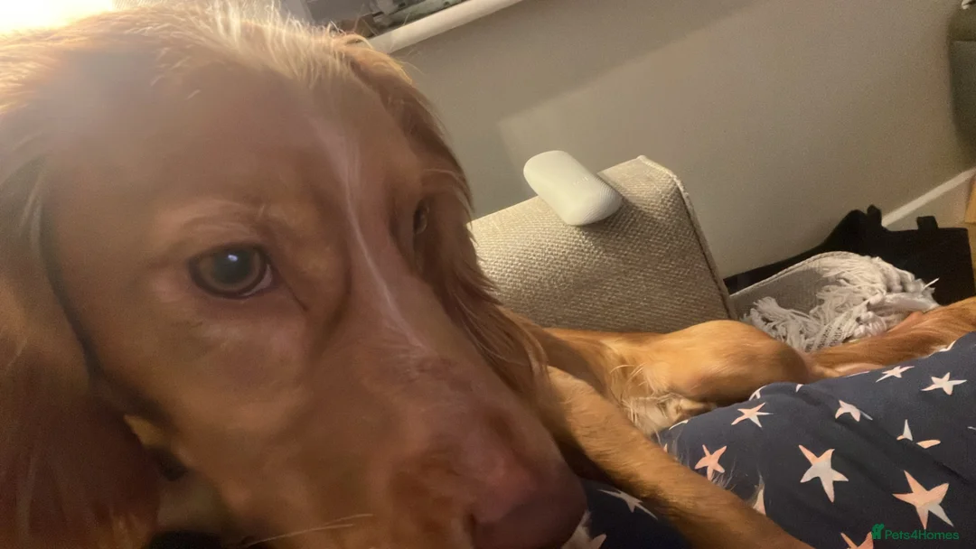 Cocker Spaniel dogs for sale: Cocker spaniel male pup - Advert 2