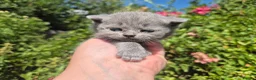 British Shorthair cats for sale: 🧡STUNNING TABBY BSH-MUM IMPORTED FROM FRANCE🇫🇷  in Tadworth - Advert 7