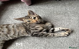 Domestic Shorthair cats for sale: Beautiful Brother & Sister to Rehome - Image 4