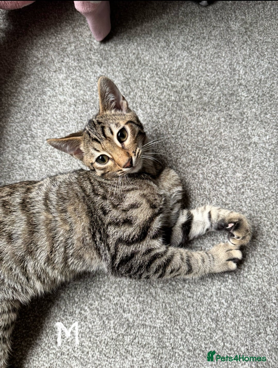 Domestic Shorthair cats for sale: Beautiful Brother & Sister to Rehome - Image 4