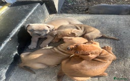 Mixed Breed dogs for sale: French bulldog X English bulldog cross breed  - Image 5