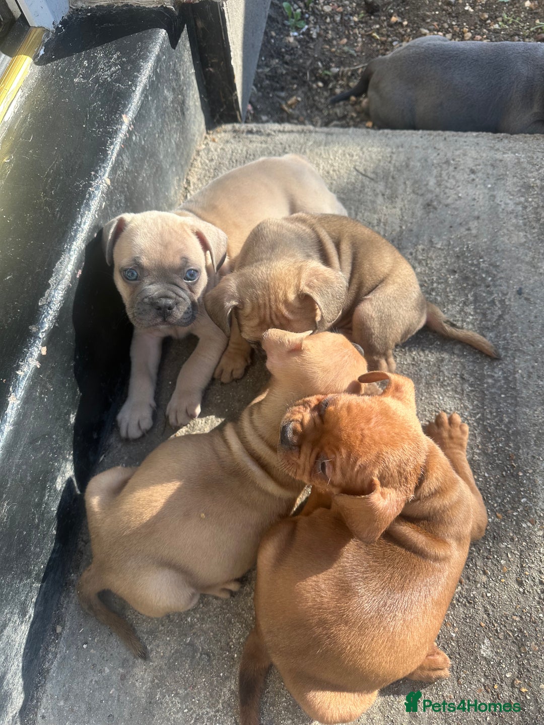 Mixed Breed dogs for sale: French bulldog X English bulldog cross breed  - Image 5