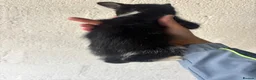 Mixed Breed cats for sale: Kittens for sale  in Telford - Advert 5
