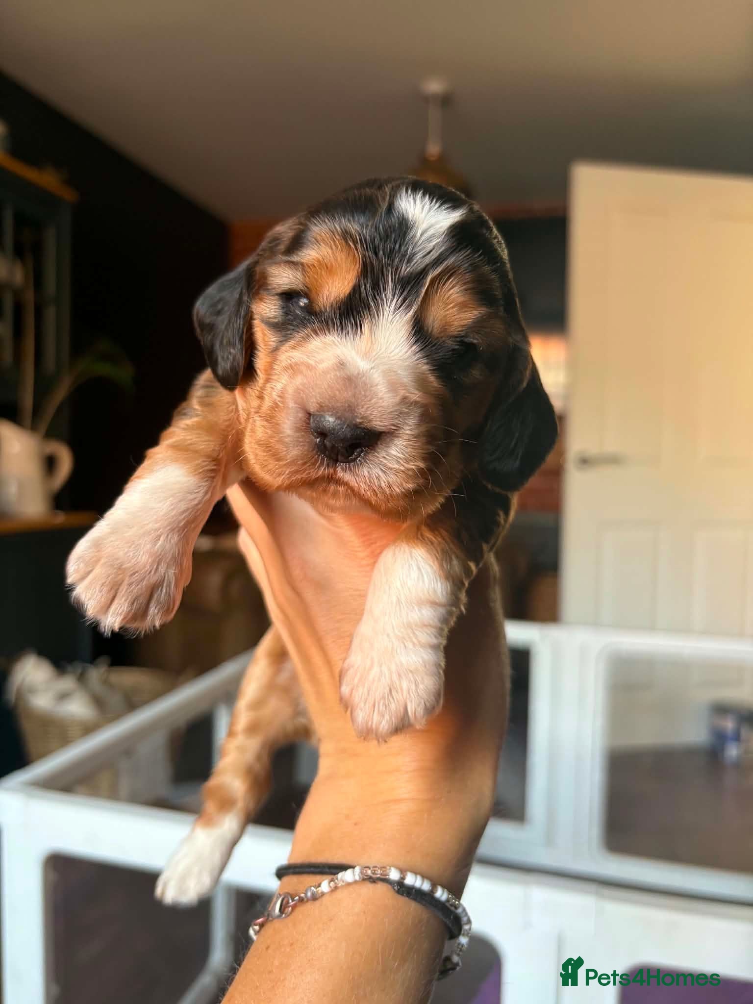 Cocker Spaniel dogs ✨ONE GIRL health tested KC show type babies✨ - Advert 1