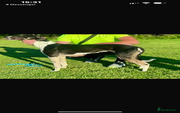 Lurcher dogs for sale: Lurcher pups  - Image 8