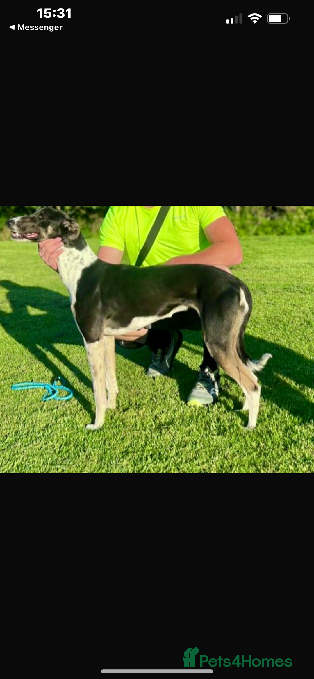 Lurcher dogs for sale: Lurcher pups  - Image 8