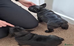 French Bulldog dogs for sale: Two puppies French Bulldogs looking for new home! - Image 6