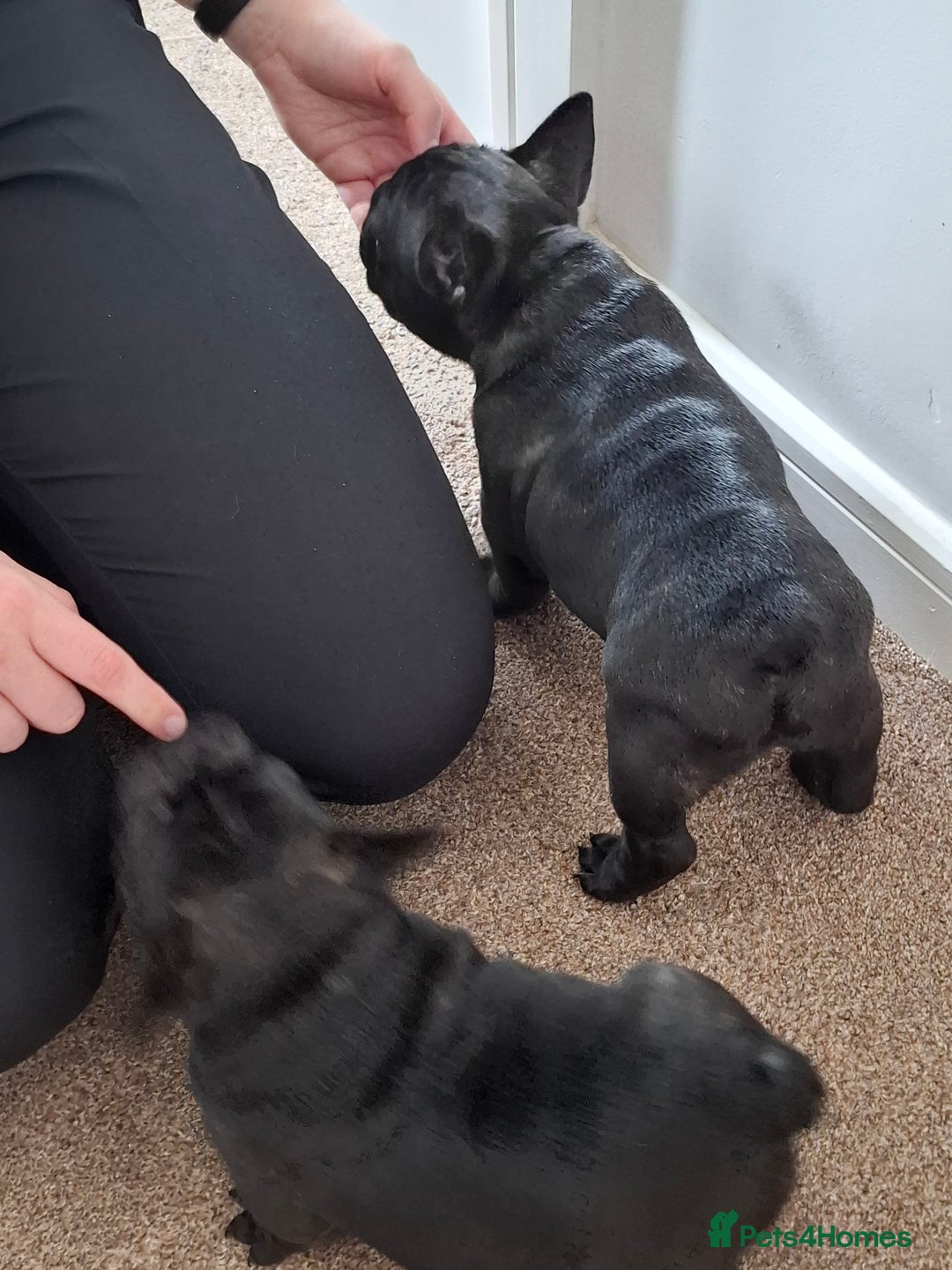 French Bulldog dogs for sale: Two puppies French Bulldogs looking for new home! - Image 6