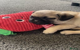 Pug dogs for sale: 2 beautiful pugs looking for their forever home - Image 2