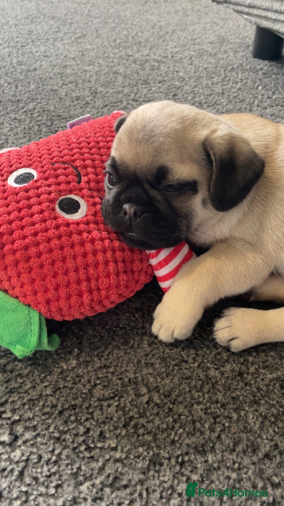 Pug dogs for sale: 2 beautiful pugs looking for their forever home - Image 2