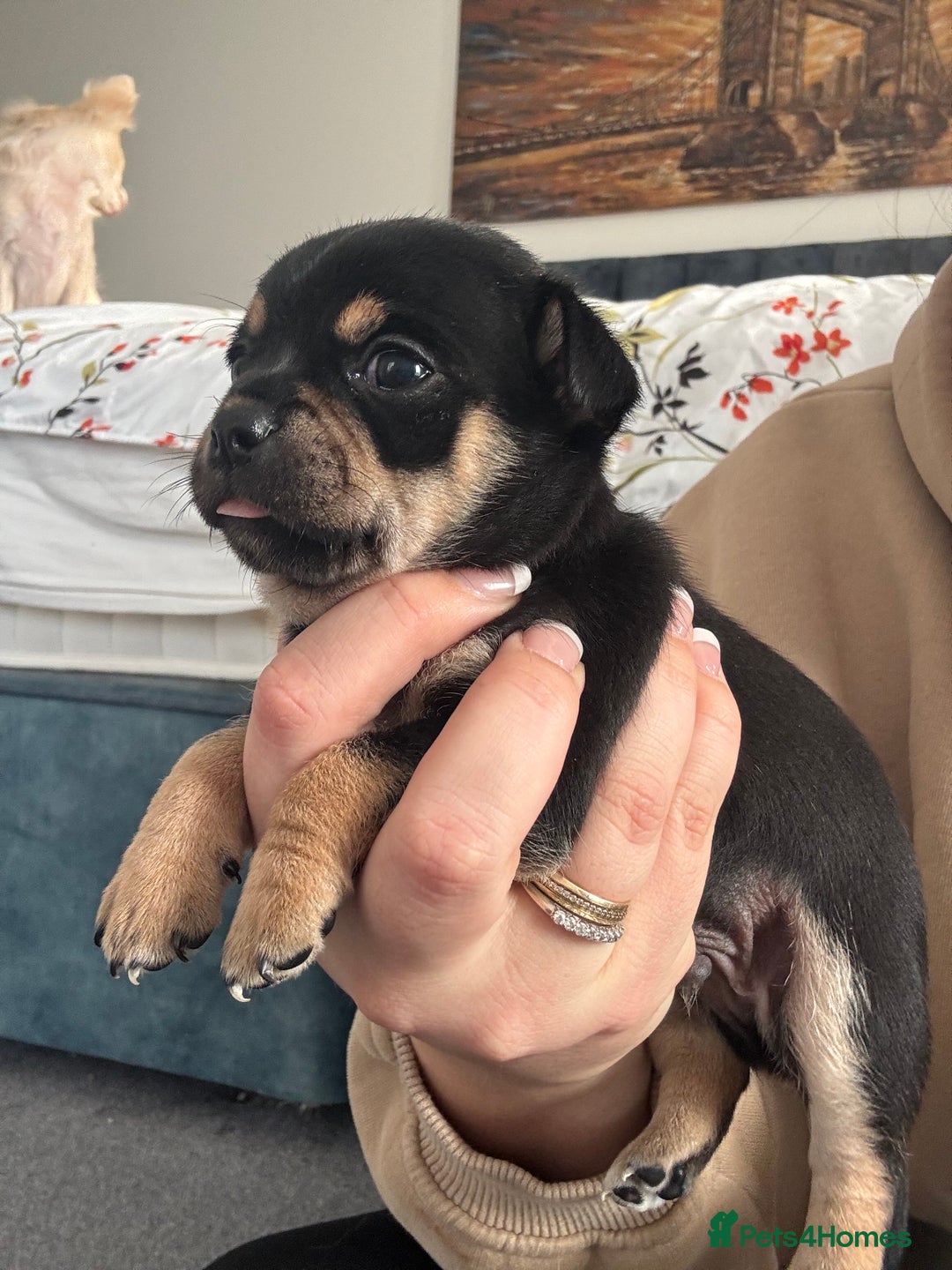 Chihuahua dogs for sale: Beautiful chihuahua 1 boy & 1 Girl  - Advert 6