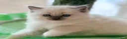 Ragdoll cats for sale: Champion pedigree Chucky Ragdoll babies  - Advert 29