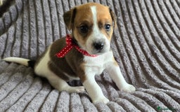 Jack Russell dogs for sale: 🐶 Jack Russell Puppies  – 4 Females & 1 Male 🐶 - Image 8