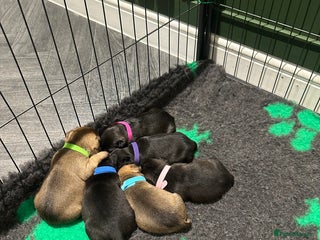 Mixed Breed dogs for sale - Advert 1