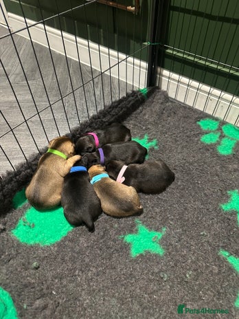 Mixed Breed dogs - Advert 1