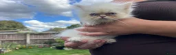 Persian cats for sale: Beautiful Blue Point Kittens - Advert 7
