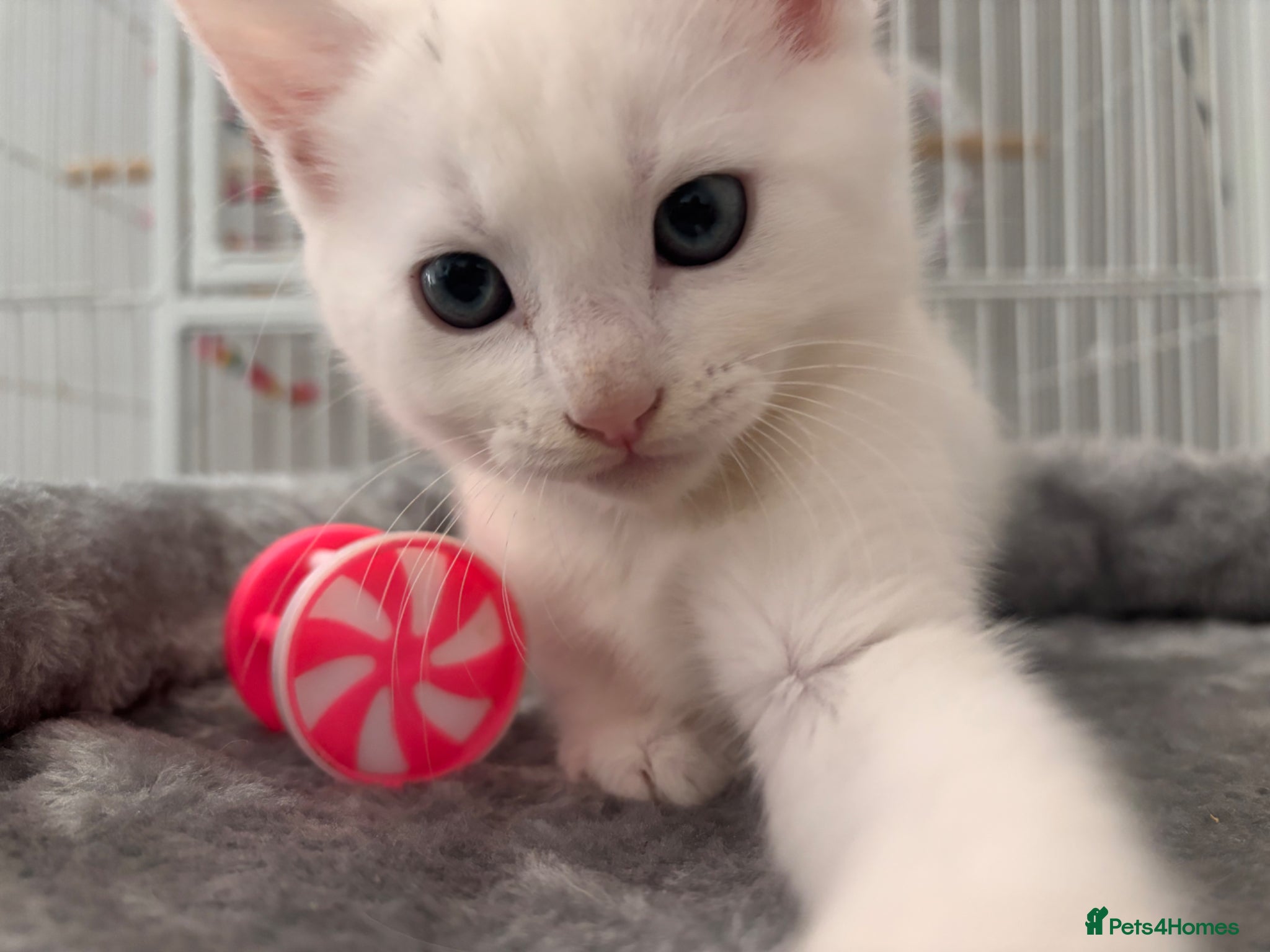 Turkish Angora cats ONE KITTEN BOY LEFT💙 READY NOW - Advert 1