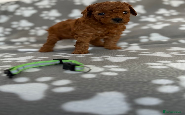 Cockapoo dogs - Advert 8