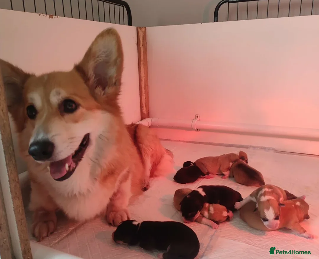 Welsh Corgi Pembroke dogs for sale: Welsh Corgi (Pembroke) - Advert 17