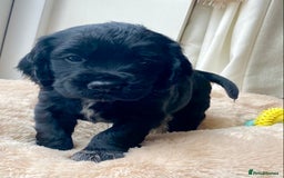 Cocker Spaniel dogs for sale: Kennel Club registered working cockers  - Image 27