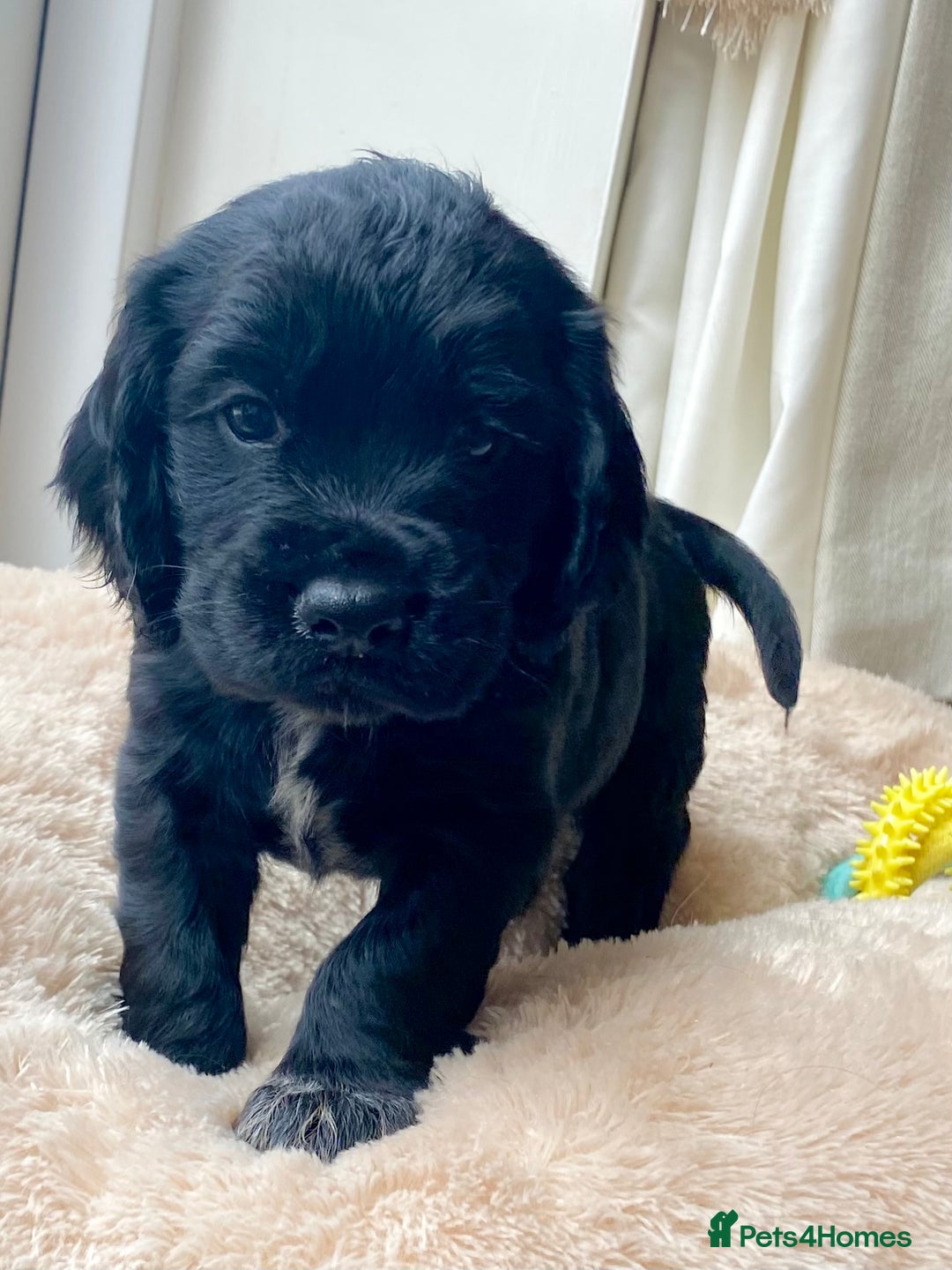 Cocker Spaniel dogs for sale: Kennel Club registered working cockers  - Image 27