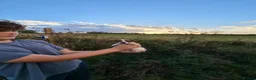Jack Russell dogs for sale: Old fashion type Miniature jack russell puppies - Advert 30