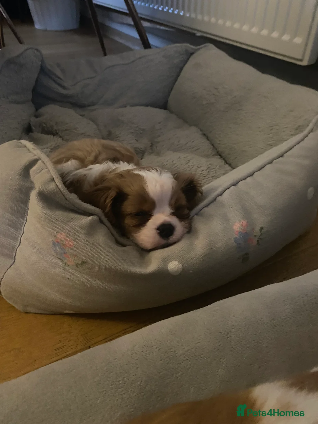 Cavalier King Charles Spaniel dogs for sale: Cavalier King Charles Spaniel boy - Advert 4