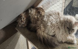 Siberian cats for sale: Siberian queen for sale  - Image 3